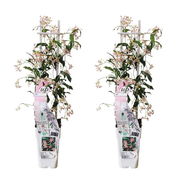 2x – Trachelospermum ‚Star of Ibiza‘ – ↨65cm – Ø15