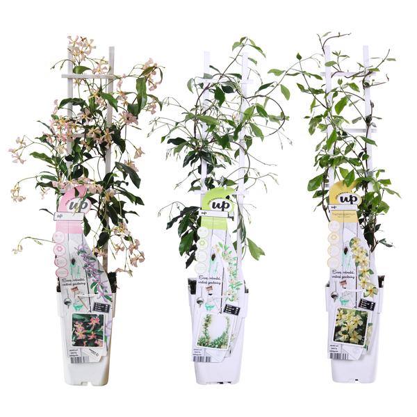 3x – Trachelospermum Mix – ↨65cm – Ø15