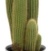 Vatricania Guentheri – Ø21cm – ↕55cm + Pot D22,5x21cm – Zink