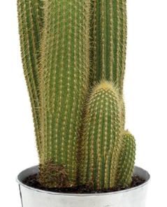 Vatricania Guentheri – Ø21cm – ↕55cm + Pot D22,5x21cm – Zink