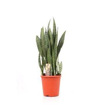 Sansevieria Zeylanica – Ø21cm – ↕70cm