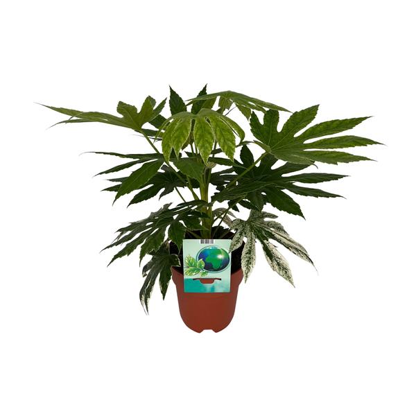 Fatsia Japonica Variegata – Ø19cm – ↕60cm