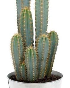 Pilosocereus Azureus – Ø21cm – ↕55cm + Pot D22,5x21cm – Zink