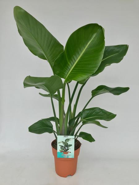 Strelitzia Nicolai – Ø19cm – ↕95cm