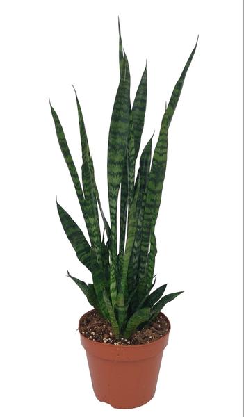 Sansevieria Zeylanica – Ø17cm – ↕75cm