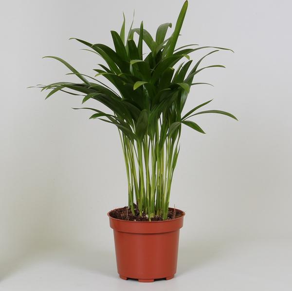 Areca Dypsis – Ø12cm – ↕35cm