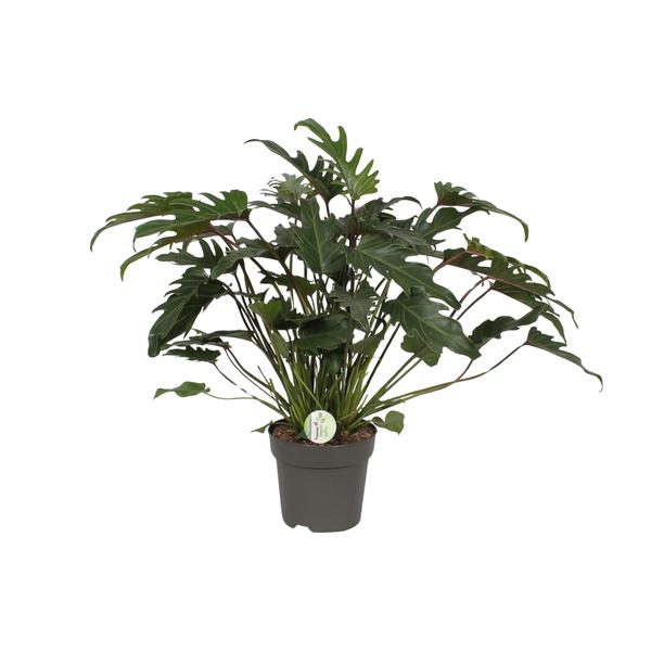 Philodendron Xanadu – Ø21cm – ↕65cm