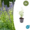 Agastache ‚Black Adder‘ – ↕10-25cm – Ø9cm – 6x