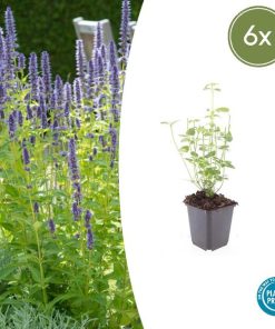 Agastache ‚Black Adder‘ – ↕10-25cm – Ø9cm – 6x