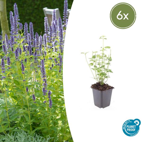 Agastache ‚Black Adder‘ – ↕10-25cm – Ø9cm – 6x