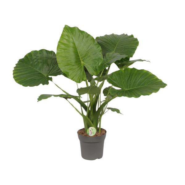 Alocasia Gageana California – Ø21cm – ↕80cm