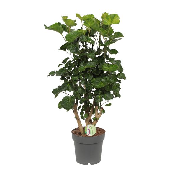 Polyscias Lemon – Ø19cm – ↕65cm