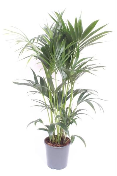 Howea Forsteriana – Ø24cm – ↕120cm