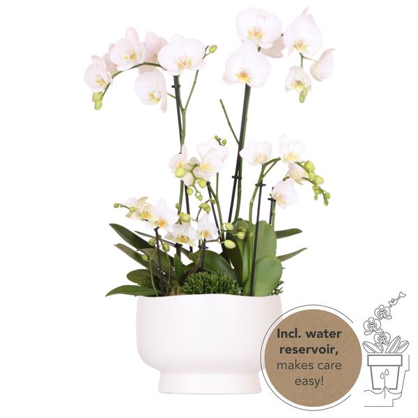 Kolibri Orchids | weißes Pflanzenset in Scandic-Schale inkl. Wasserreservoir | drei weiße Orchideen und drei Grünpflanzen | Feldstrauß weiß mit autarkem Wasserreservoir