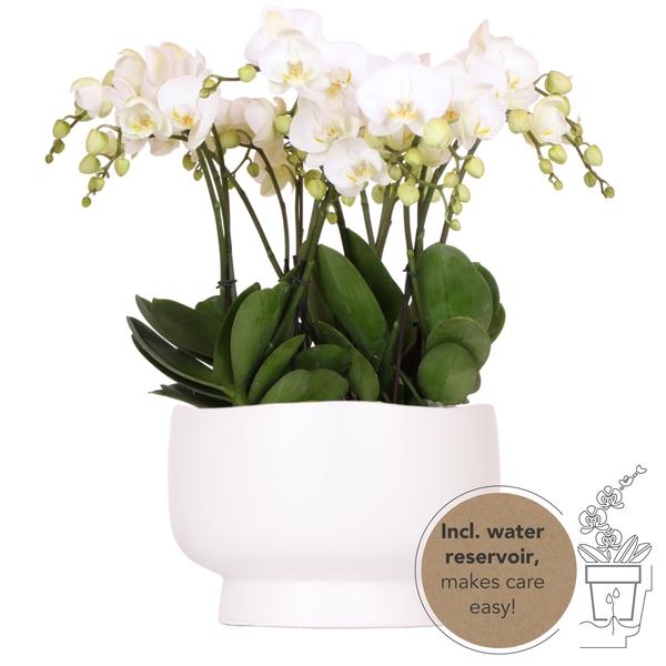 Kolibri Orchids | weißes Orchideen-Set in Scandic-Schale inkl. Wasserreservoir | drei weiße Orchideen Gent 12cm | Mono Bouquet weiß mit autarkem Wasserreservoir