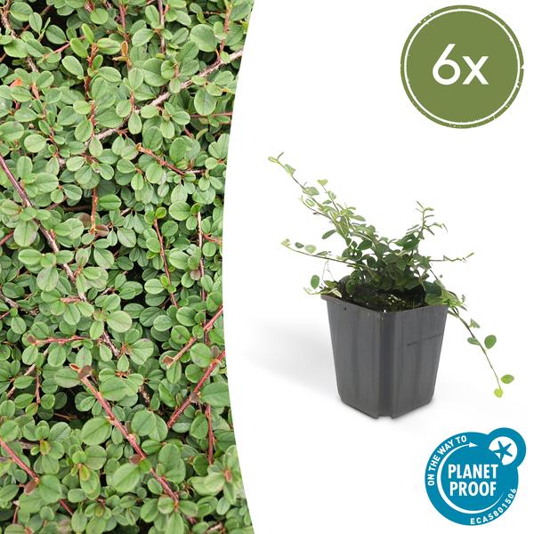 Cotoneaster pr. ‚Queen of Carpets‘ – ↕10-25cm – Ø9cm – 6x