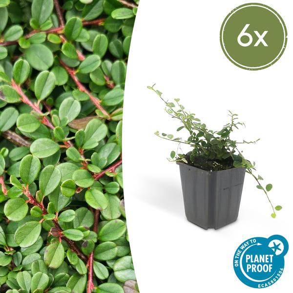 Cotoneaster pr. ‚Streib’s Findling‘ – ↕10-25cm – Ø9cm – 6x