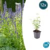 Agastache ‚Black Adder‘ – ↕10-25cm – Ø9cm – 12x