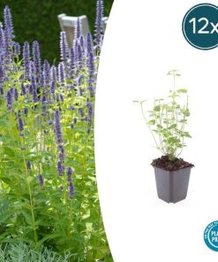 Agastache ‚Black Adder‘ – ↕10-25cm – Ø9cm – 12x