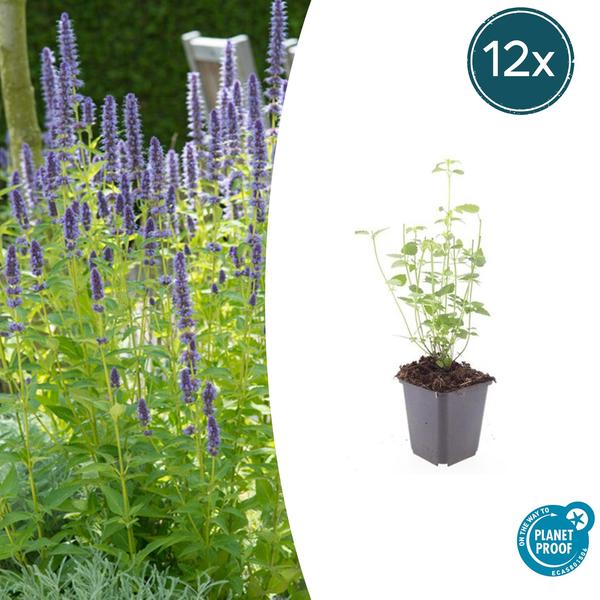 Agastache ‚Black Adder‘ – ↕10-25cm – Ø9cm – 12x