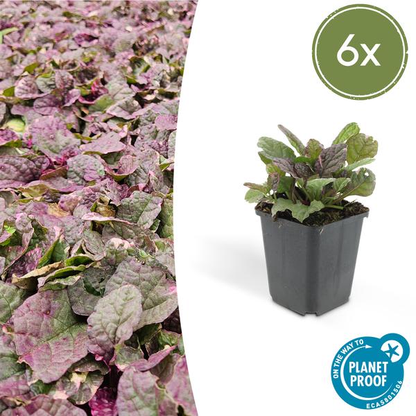 Ajuga reptans ‚Burgundy Glow‘ – ↕10-25cm – Ø9cm – 6x