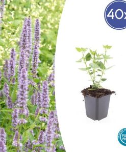 Agastache ‚Blue Fortune‘ – ↕10-25cm – Ø9cm – 40x