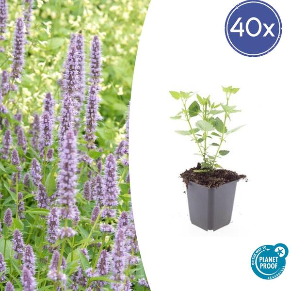 Agastache ‚Blue Fortune‘ – ↕10-25cm – Ø9cm – 40x