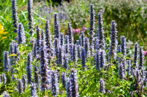 Agastache 'Black Adder' - ↕10-25cm - Ø9cm - 12x – Bild 4