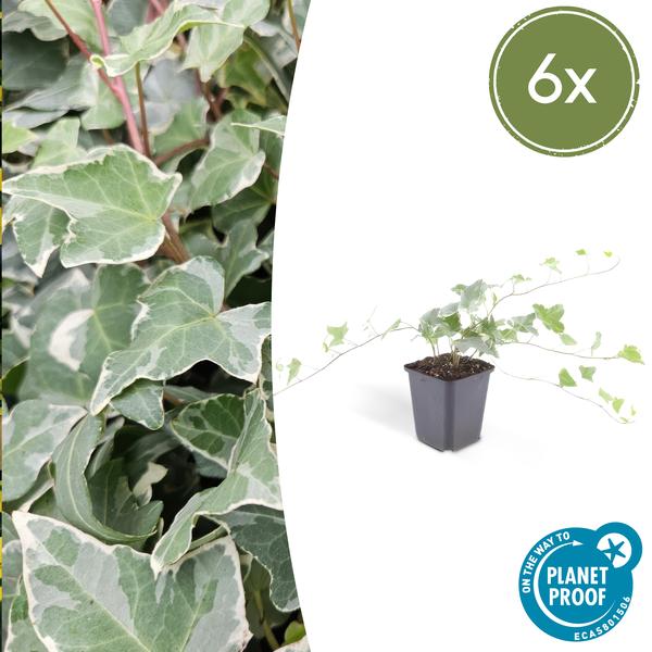 Hedera helix ‚Glacier‘ – ↕10-25cm – Ø9cm – 6x