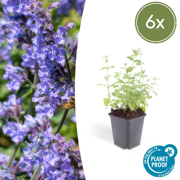 Nepeta ‚Six Hills Giant‘ – ↕10-25cm – Ø9cm – 6x