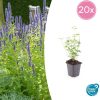 Agastache ‚Black Adder‘ – ↕10-25cm – Ø9cm – 20x