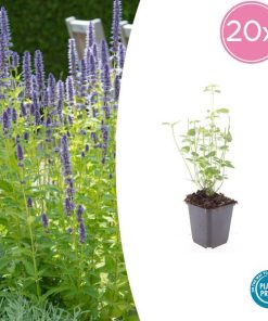 Agastache ‚Black Adder‘ – ↕10-25cm – Ø9cm – 20x