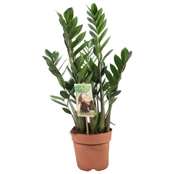 Zamioculcas Zamiifolia – Ø17cm – ↕70cm