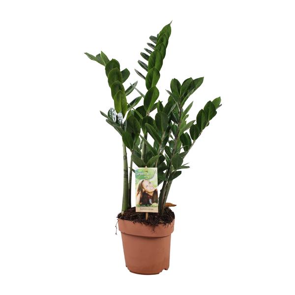 Zamioculcas Zamiifolia – Ø17cm – ↕70cm