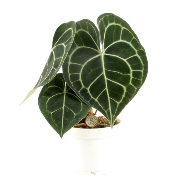 Anthurium Clarinervium – Ø12cm – ↕30cm