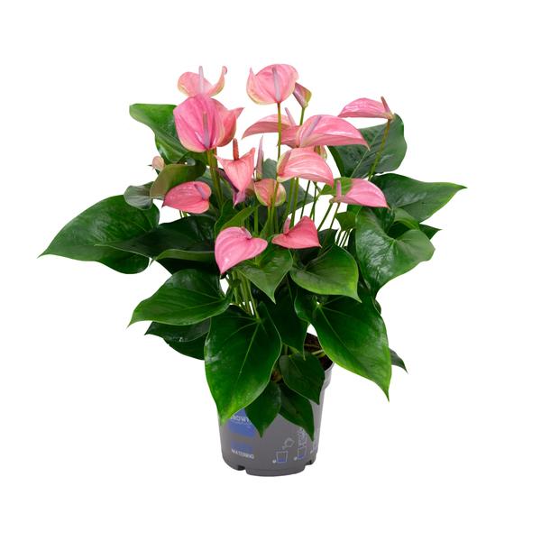 Anthurium KARMA Joli – Ø17cm – ↕55cm