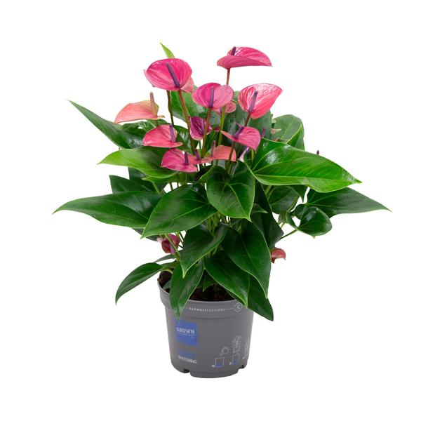 Anthurium KARMA Purple – Ø17cm – ↕50cm