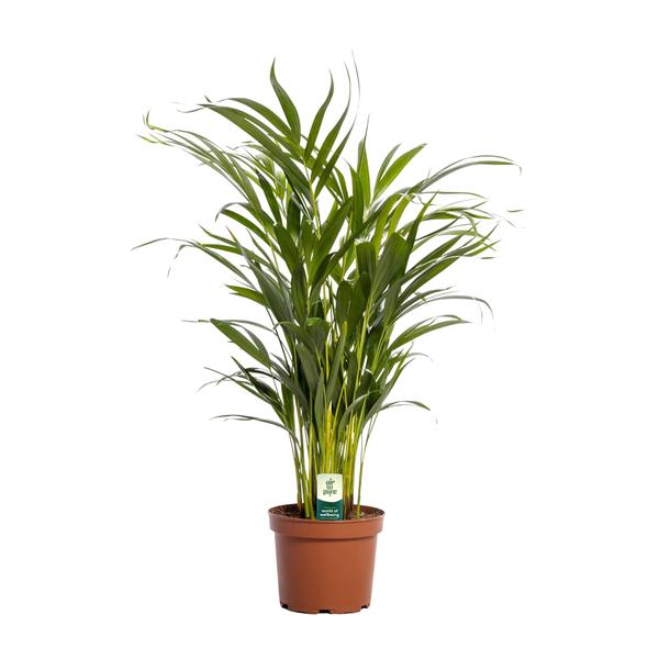 Dypsis Lutescens – Ø17cm – ↕65cm