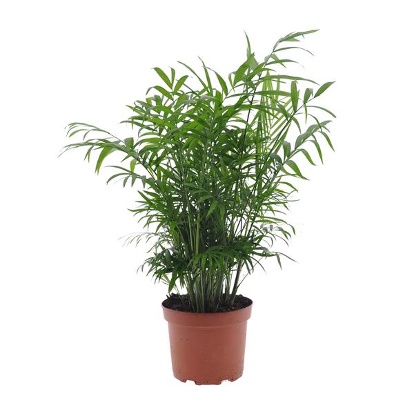 Chamaedorea Elegans – Ø17cm – ↕50cm