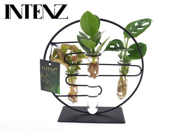 Kamerplanten Intenz Mix In Dubai 2.0 Glas – Ø12cm – ↕25cm