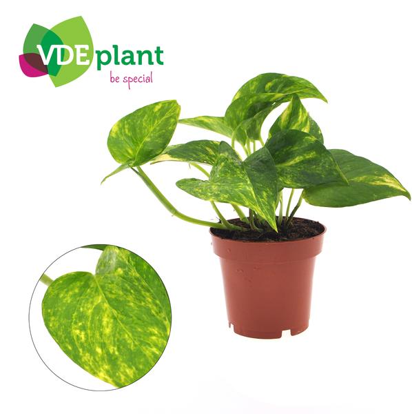 Epipremnum Aureum – Ø12cm – ↕25cm