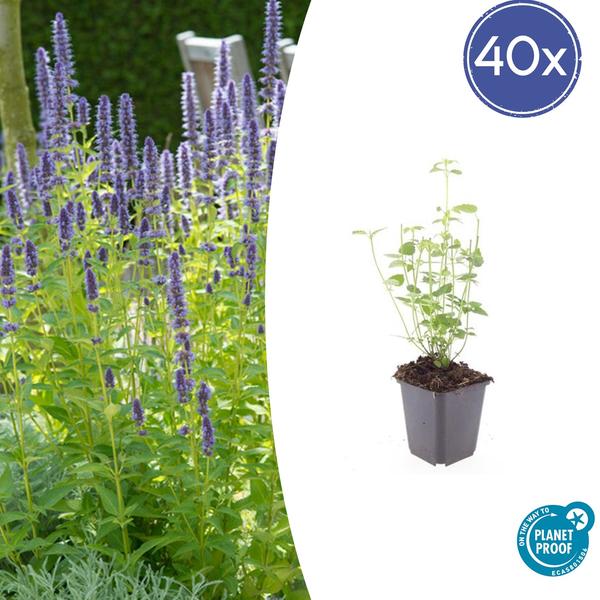 Agastache ‚Black Adder‘ – ↕10-25cm – Ø9cm – 40x