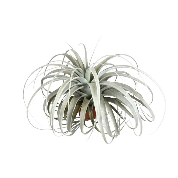 Tillandsia Xerographica – Ø45cm – ↕30cm