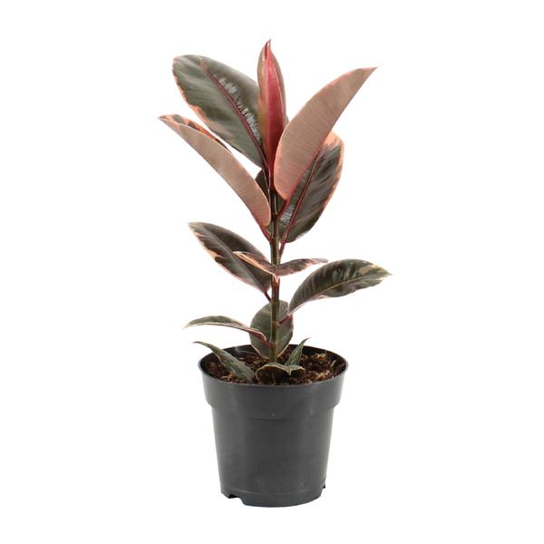 Ficus Elastica Belize – Ø17cm – ↕55cm