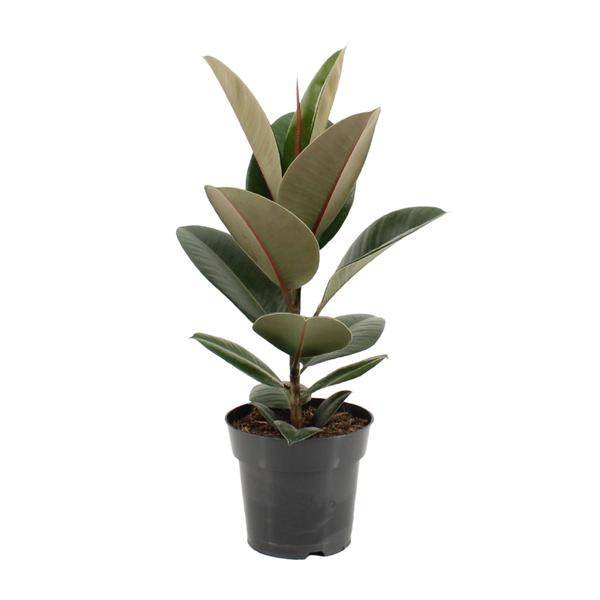 Ficus Elastica Robusta – Ø17cm – ↕55cm