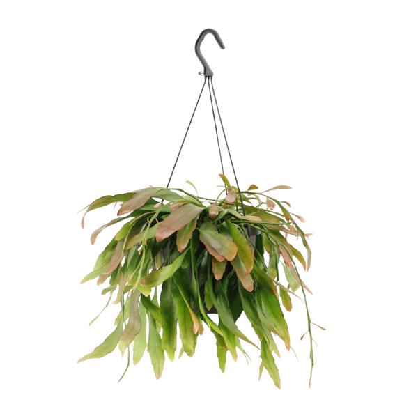 Rhipsalis Red Coral – Ø17cm – ↕25cm