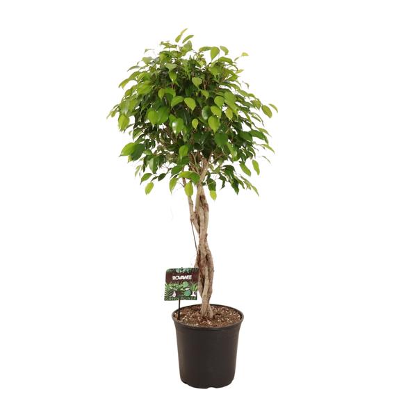 Ficus Benjamina Exotica – Ø27cm – ↕120cm