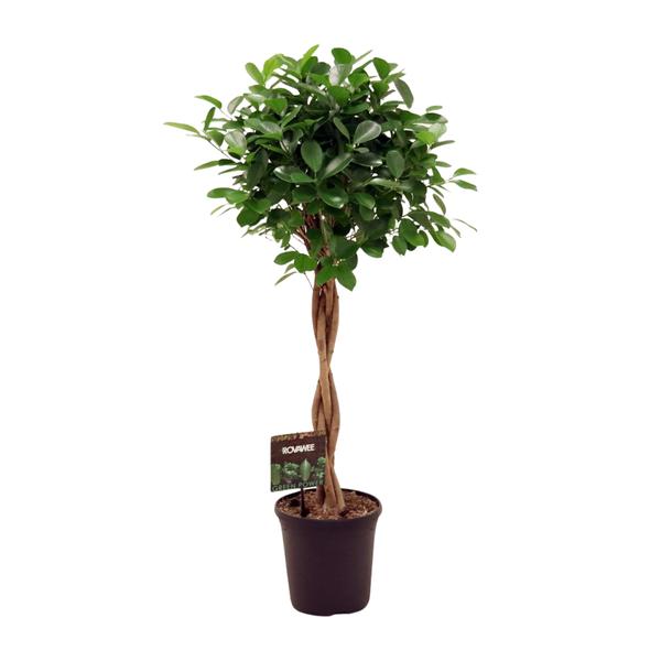 Ficus Micr. Moclame – Ø23cm – ↕110cm