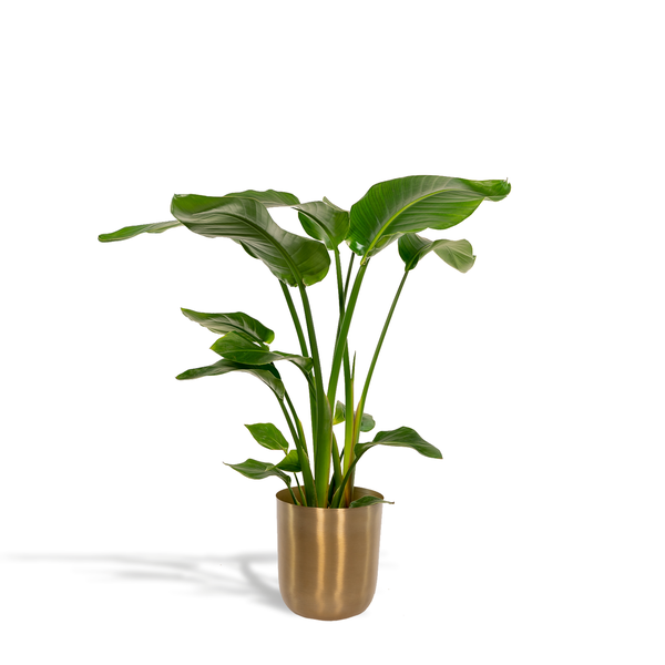 Strelitzia Nicolai – Ø19cm – ↕90cm + Topf Mayk Gold