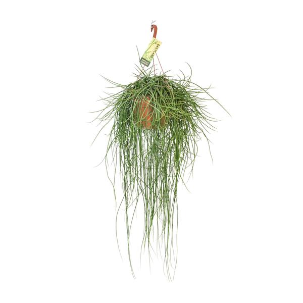 Rhipsalis Floccosa – Ø21cm – ↕70cm